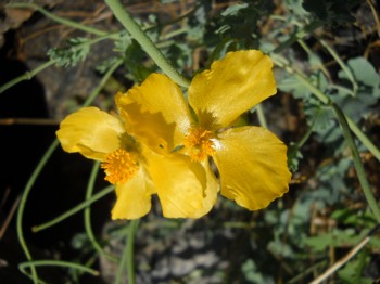 Glaucium flavum